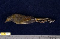 藏品(藪鳥)的圖片